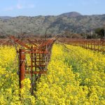 Napa Valley’s mustard season celebrations include wine forays, restaurants and spa treatments