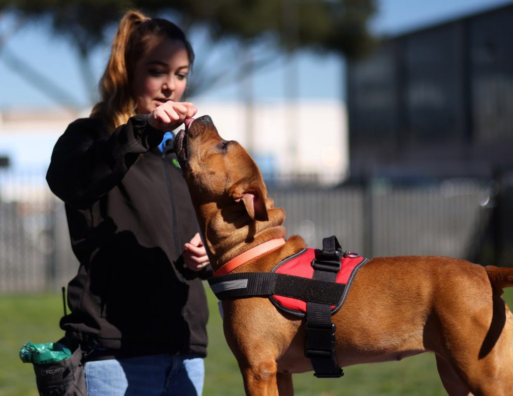 Paw Friendly? Proposed bill would prevent California landlords from banning pets in rentals