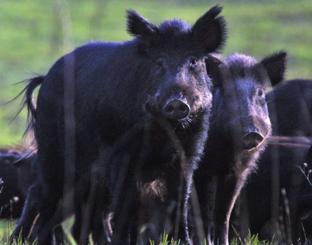 ‘They aren’t native’: The wild pig problem in Monterey County