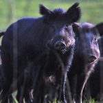 ‘They aren’t native’: The wild pig problem in Monterey County