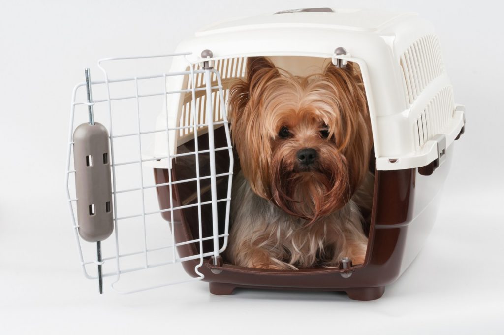 How to travel with your pet responsibly