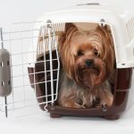 How to travel with your pet responsibly