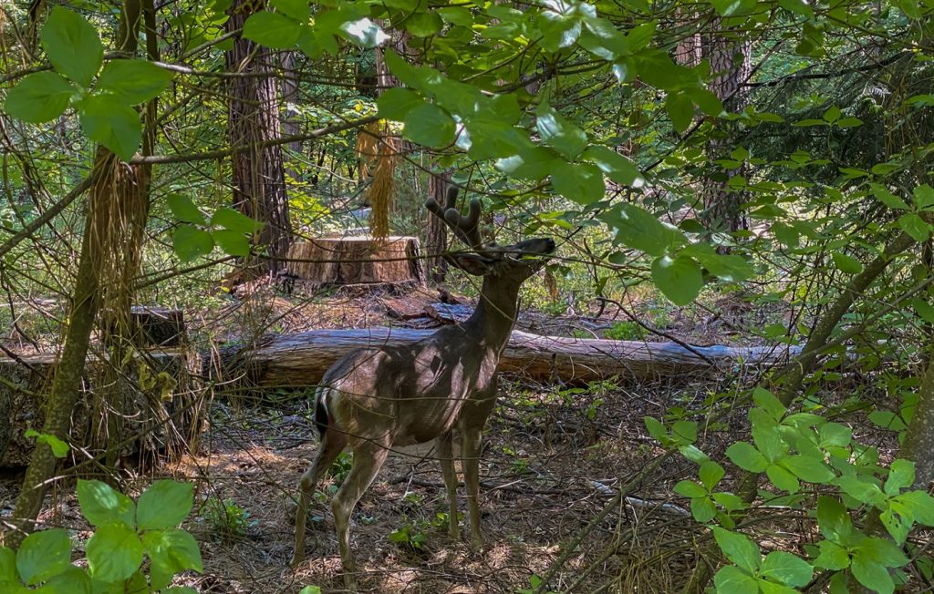 Possibility of wildlife-to-human crossover heightens concern about chronic wasting disease