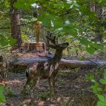 Possibility of wildlife-to-human crossover heightens concern about chronic wasting disease