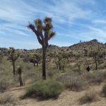 Hiker missing nine months is found dead in Joshua Tree park