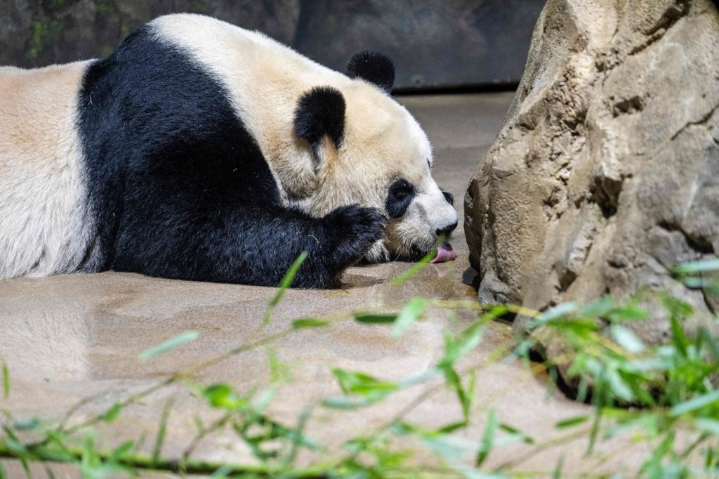 Two giant pandas are moving to a California zoo in a rare loan from China