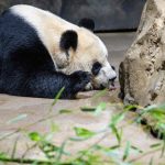 Two giant pandas are moving to a California zoo in a rare loan from China