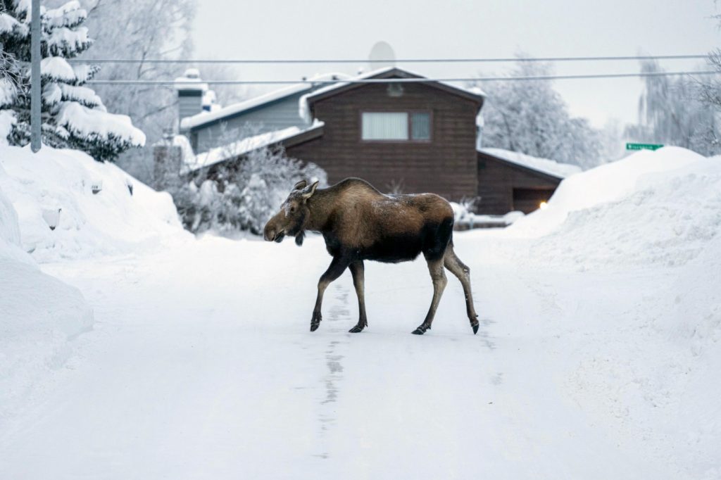 Roofs collapse, fuel oil is thickening in frosty Alaska