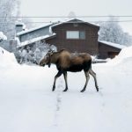 Roofs collapse, fuel oil is thickening in frosty Alaska