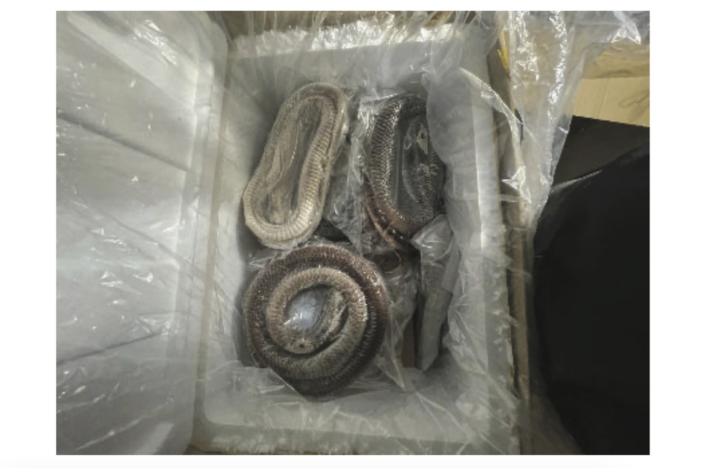 6 arrested for illegally importing goose intestines, duck blood through California port, federal authorities say