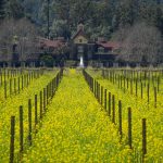 Photos: Spectacular fields of yellow mustard draw visitors to wine country