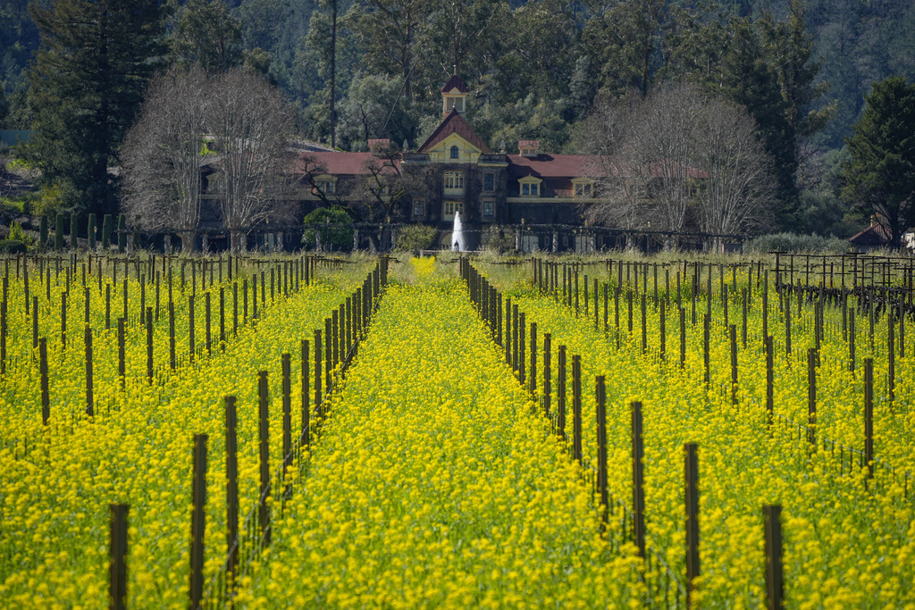 Photos: Spectacular fields of yellow mustard draw visitors to wine country