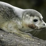 Bird flu is decimating seal and sea lion colonies. Scientists don’t know how to stop it