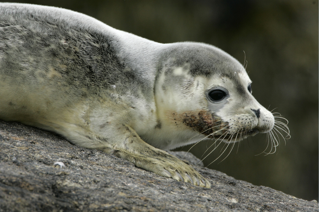 Bird flu is decimating seal and sea lion colonies. Scientists don’t know how to stop it