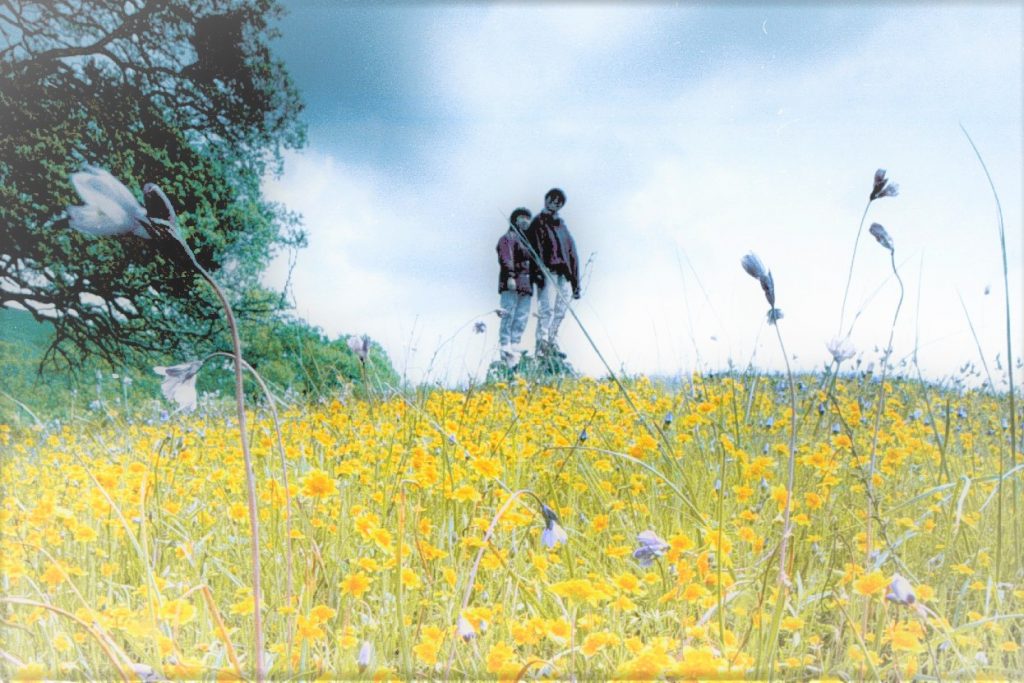 Wildflower season begins in Sunol Wilderness Regional Preserve