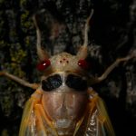 Illinois will soon be cicada central when 2 broods converge on state in historic emergence