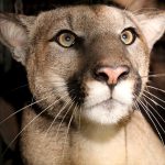 You might spot a mountain lion in California, but attacks like the one that killed a man are rare