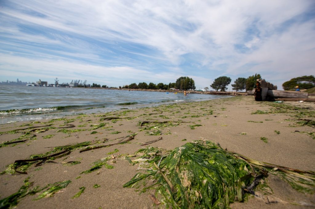 Alameda: Los Angeles man drowns off Encinal Beach