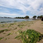 Alameda: Los Angeles man drowns off Encinal Beach