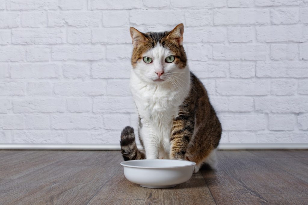 Dealing with cat incontinence: What can be done for an older San Francisco cat?