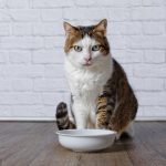 Dealing with cat incontinence: What can be done for an older San Francisco cat?