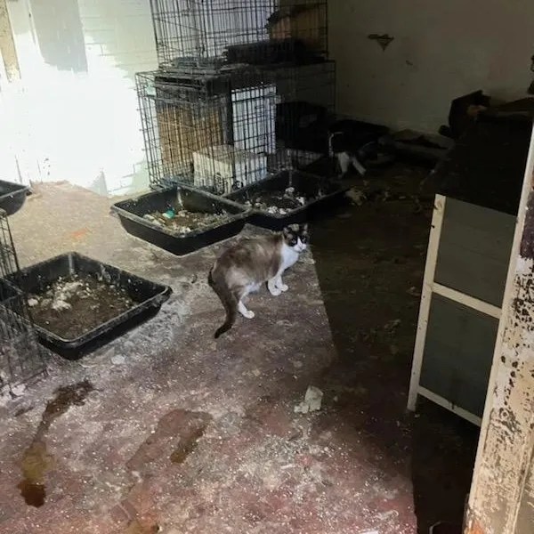 Police find 13 dogs, 65 cats in large-scale animal rescue in Hollister