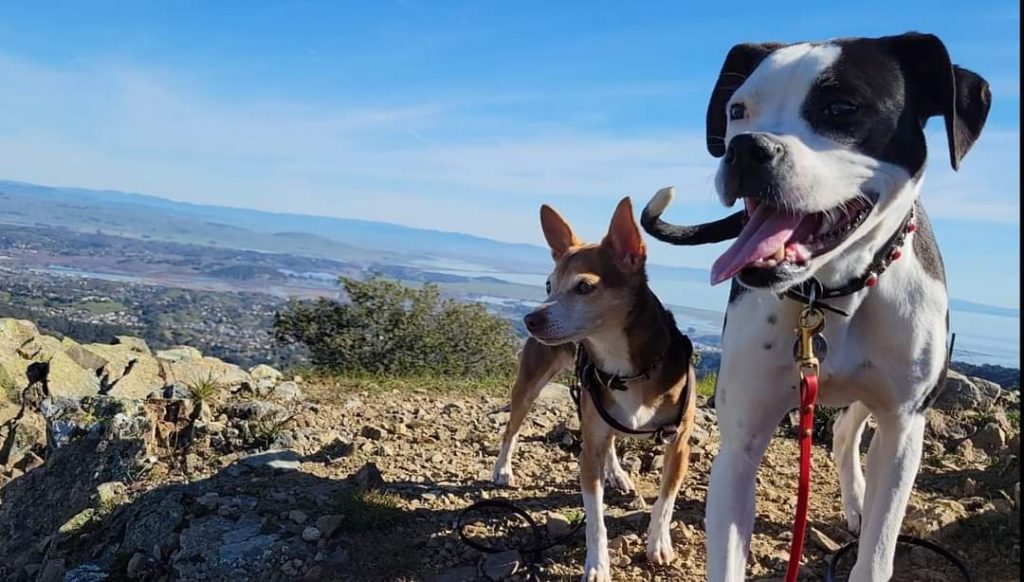 A guide to hiking with your dog in Marin County