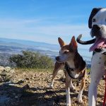 A guide to hiking with your dog in Marin County