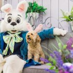 Great Mall Milpitas hosts photo ops with Easter Bunny