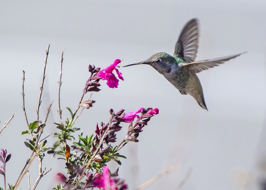 Hummingbirds: The tiny, mighty and amazing things they do