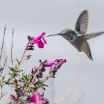 Hummingbirds: The tiny, mighty and amazing things they do