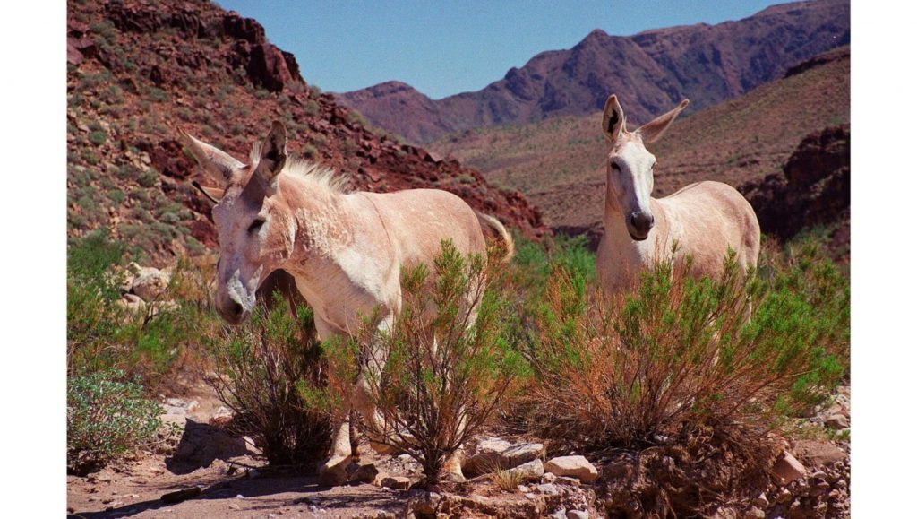 2 men admit to killing protected wild burros in Mojave Desert