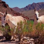 2 men admit to killing protected wild burros in Mojave Desert