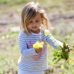 Springtime in Saratoga means Blossom Festival, Arbor Day celebration