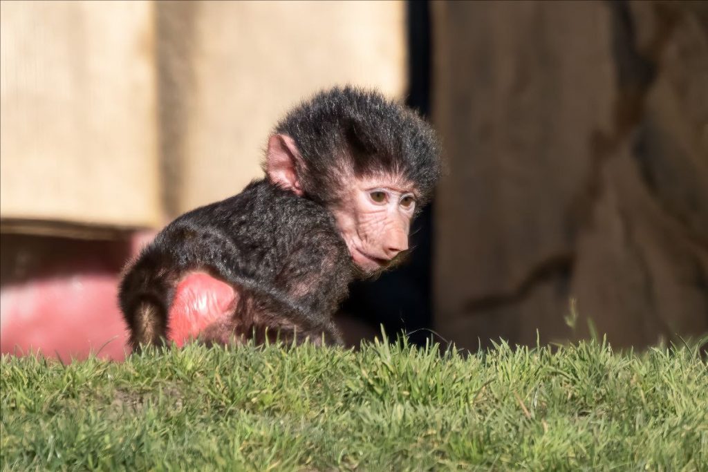 Meet Jasiri, the Oakland Zoo’s new baby baboon