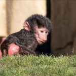 Meet Jasiri, the Oakland Zoo’s new baby baboon