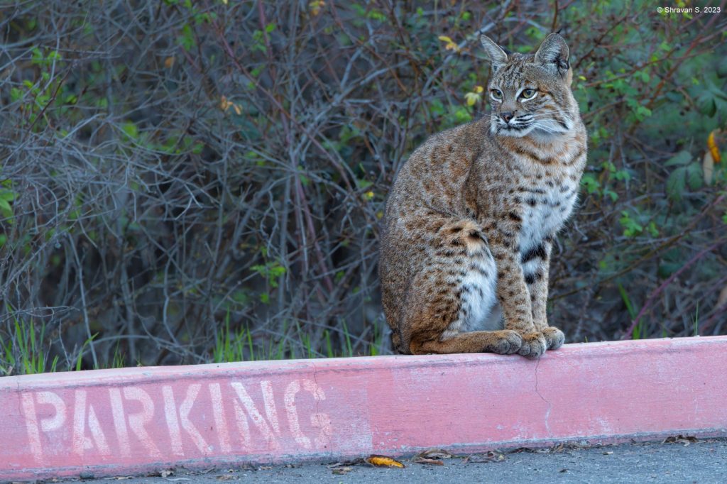 Photographing the elusive, city-living bobcats of San Jose