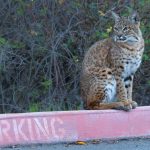 Photographing the elusive, city-living bobcats of San Jose