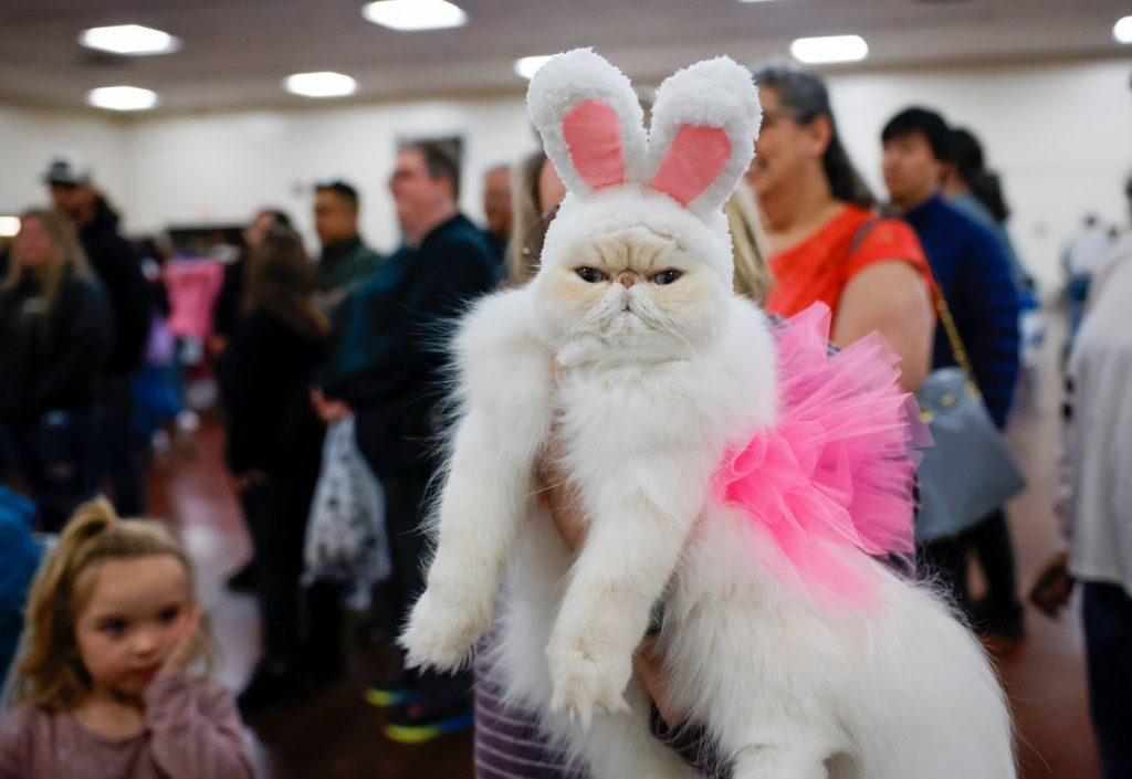 Photos: “Puttin’ On The Ritz” Cat Show at the Fairgrounds