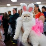 Photos: “Puttin’ On The Ritz” Cat Show at the Fairgrounds