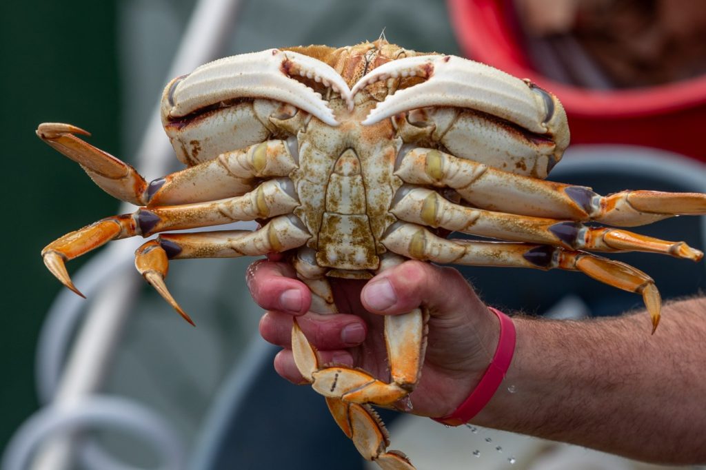 Dungeness crab season in Bay Area, Central Coast will come to an early end