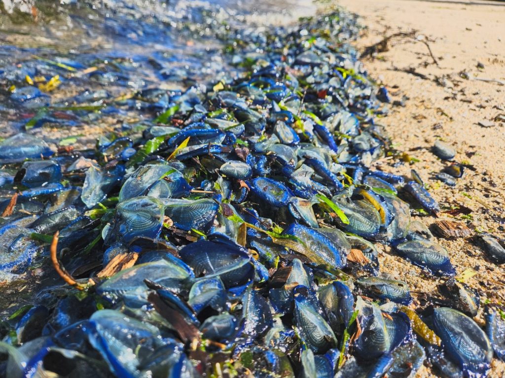 Millions of bizarre, blue sea creatures wash up on Northern California shores