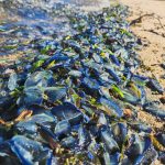 Millions of bizarre, blue sea creatures wash up on Northern California shores