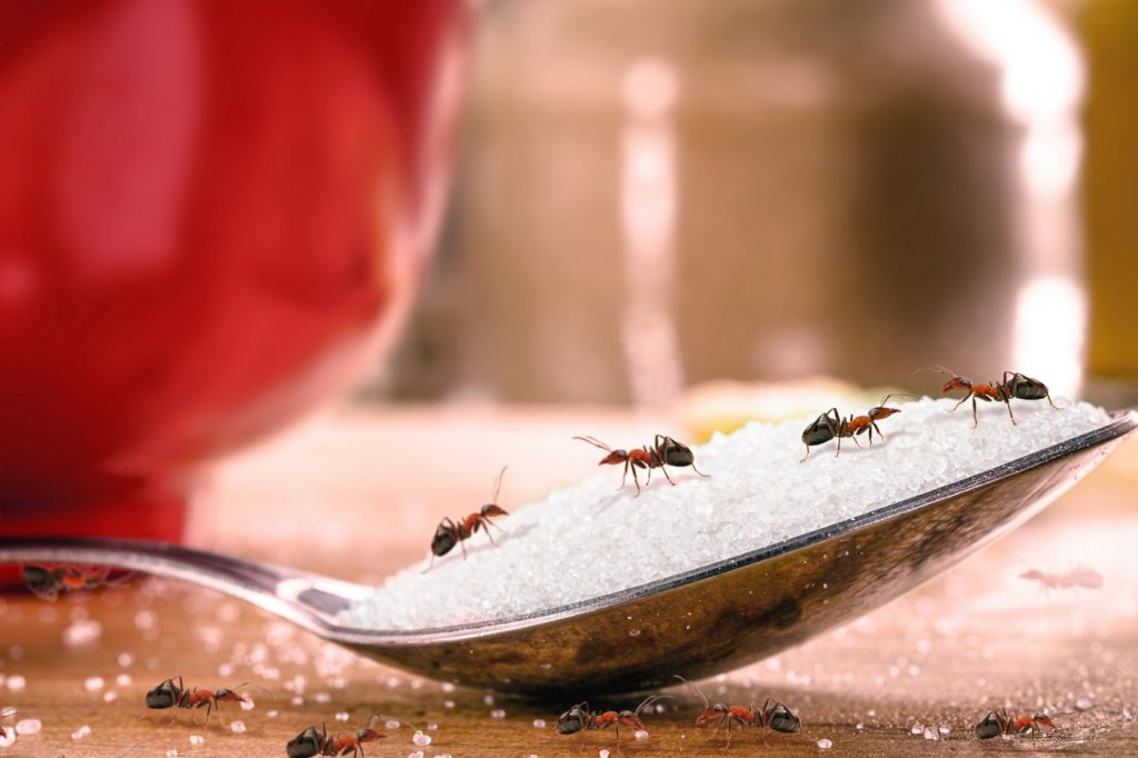 How to stop ants from repeatedly swarming a cat food bowl in an Inverness home