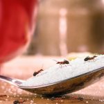 How to stop ants from repeatedly swarming a cat food bowl in an Inverness home