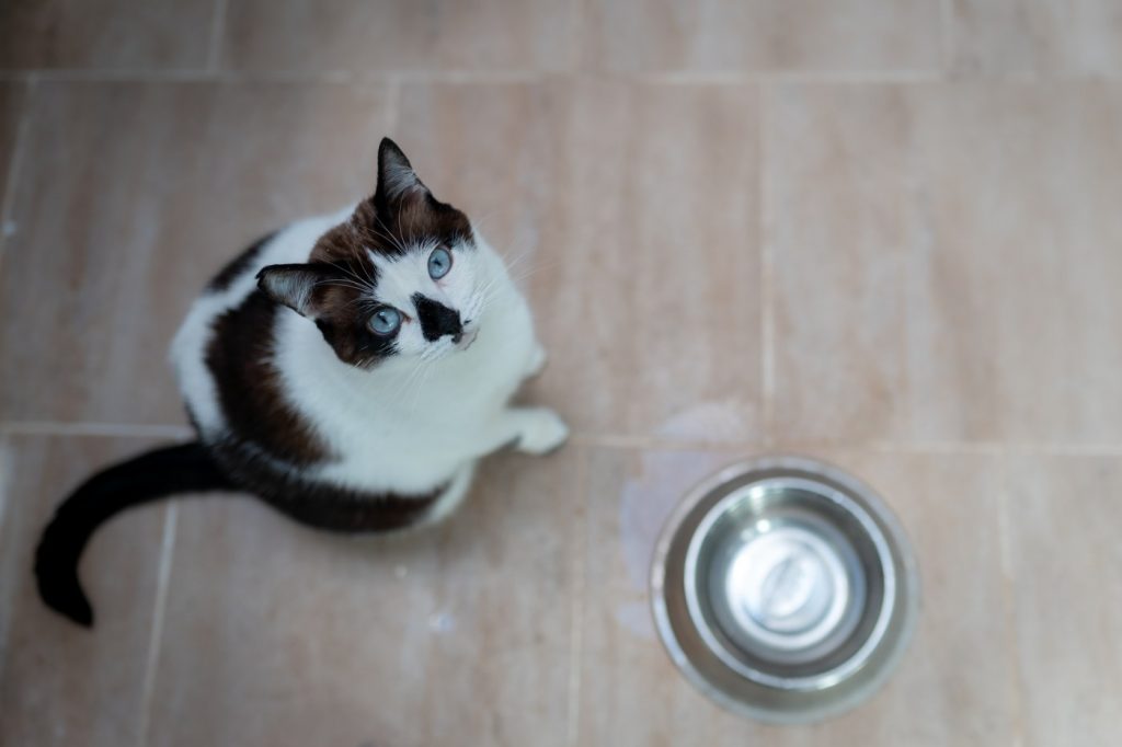 Is Oakland cat’s preference for drinking from a cup just a ‘cat thing?’