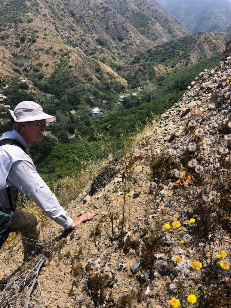 New succulent species named by UC Santa Cruz botanist