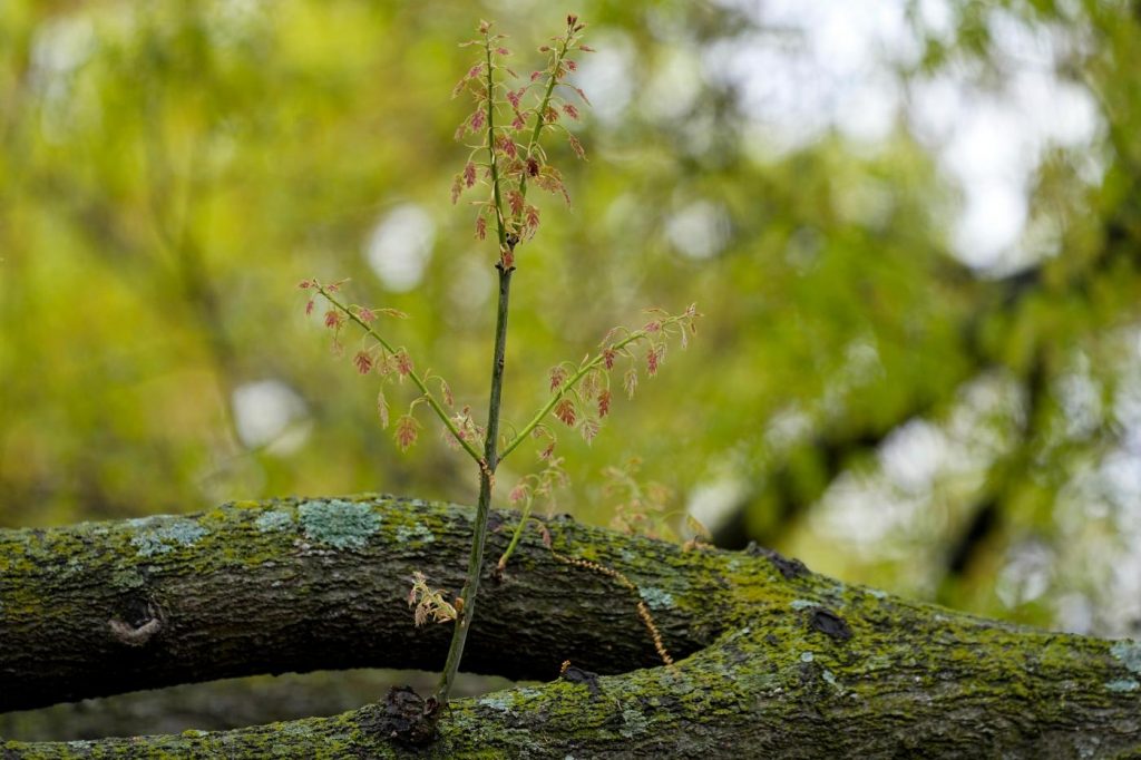 Allergy season arrived early in US. Here’s how to keep pollen from ruining your spring