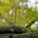 Allergy season arrived early in US. Here’s how to keep pollen from ruining your spring