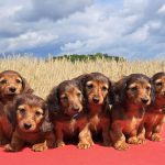 New German dog breeding law could put dachshunds under threat